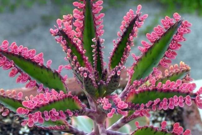 La Magia del Kalanchoe: la planta de la Bruja 