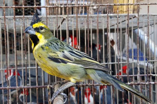 En Villa María, Policía Ambiental rescató cerca de 200 aves en cautiverio