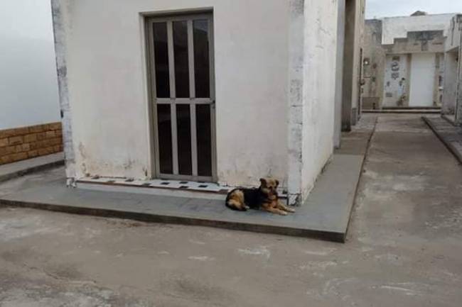 La Perra que lleva años cuidando la sepultura de su dueño en Sampacho.