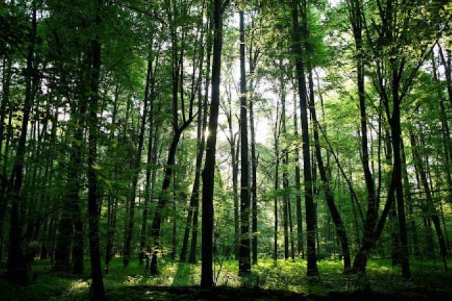 Familias campesinas reclaman fondos para preservar monte nativo