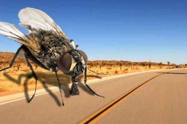 Capilla del Monte: La Pandemia pasará  pero la plaga de las moscas ¿quedará?