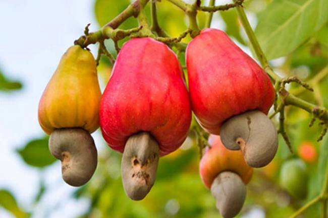 El anacardo, el fruto seco que reduce el colesterol