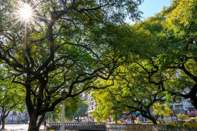 Las tipas de La Cañada son Patrimonio Natural Urbano de la ciudad de Córdoba