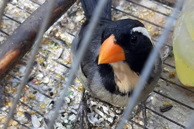 Villa María: Rescatan más de 40 ejemplares de fauna silvestre en cautiverio