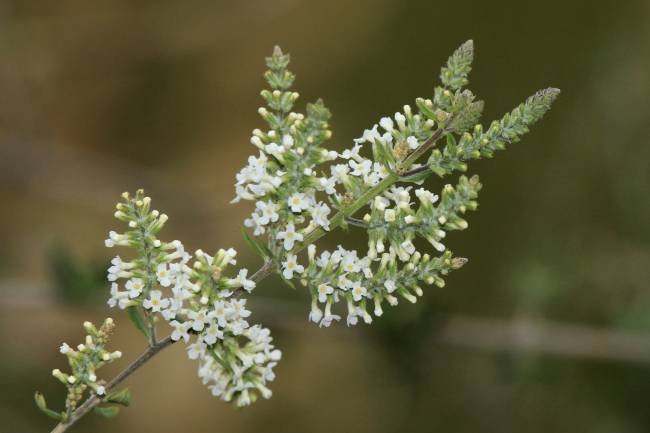 Palo amarillo: Particular  aroma que le da a los valles montañosos 