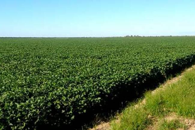 Córdoba proyecta sembrar este ciclo más de 7 millones de hectáreas de cultivos estivales