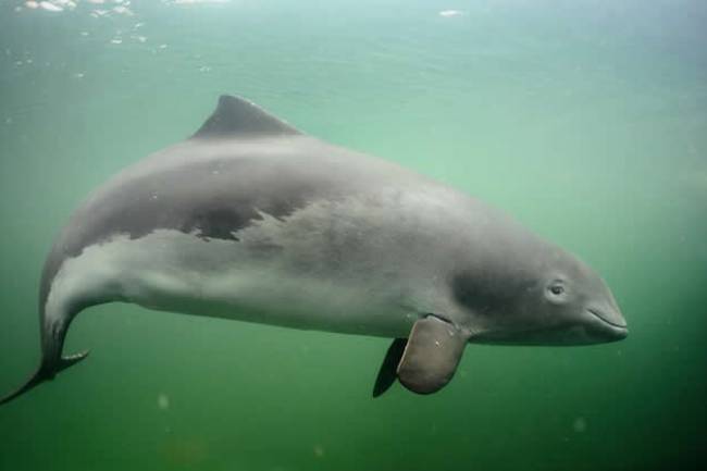 Liberan mar adentro a una marsopa espinosa que había sido rescatada herida en una playa marplatense