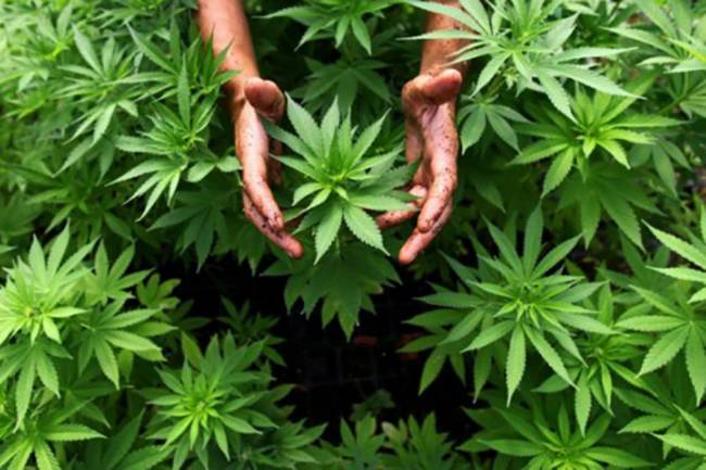  Gobierno permite el auto cultivo de cannabis para uso medicinal