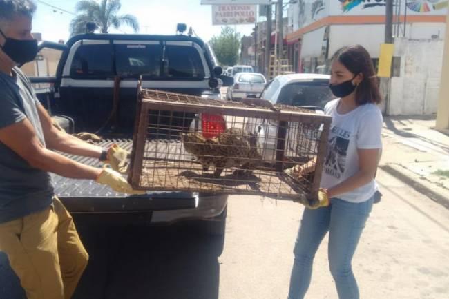 Guardianes Ambientales rescató y liberó a un gato montés