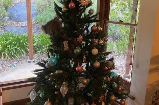 Australia: una familia fue sorprendida con un adorno navideño inusual