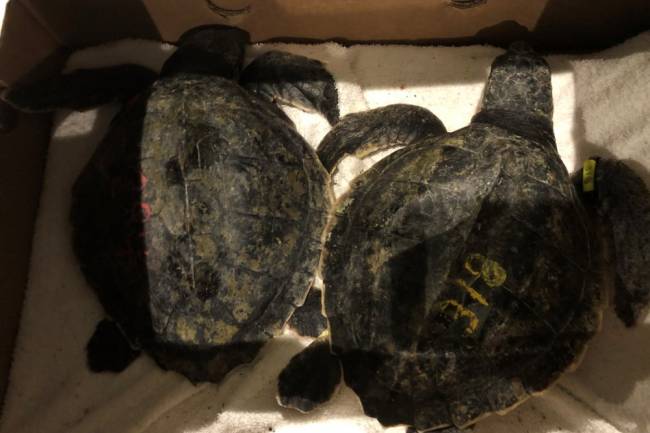 EE.UU: Un avión aterrizó de emergencia para rescatar a las tortugas