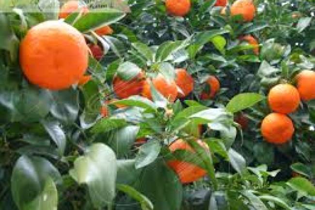 La naranja amarga: ¿Solución energética? La experiencia en otros países que se puede replicar en Córdoba