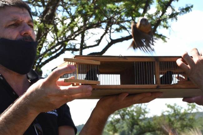 Liberaron a 68 aves silvestres