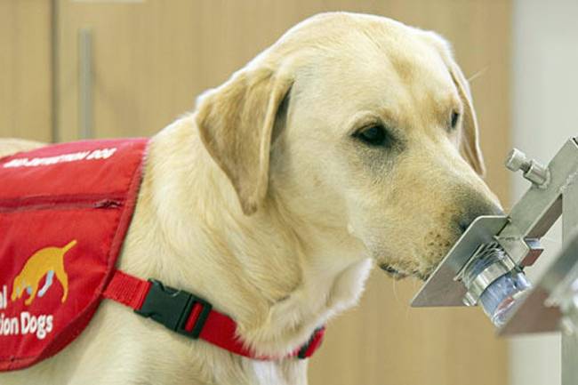 Por la variante Covid británica, veterinarios alertan sobre la gravedad que produce en las mascotas