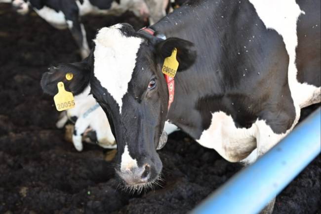 Crearon el primer "marketplace" de genética bovina