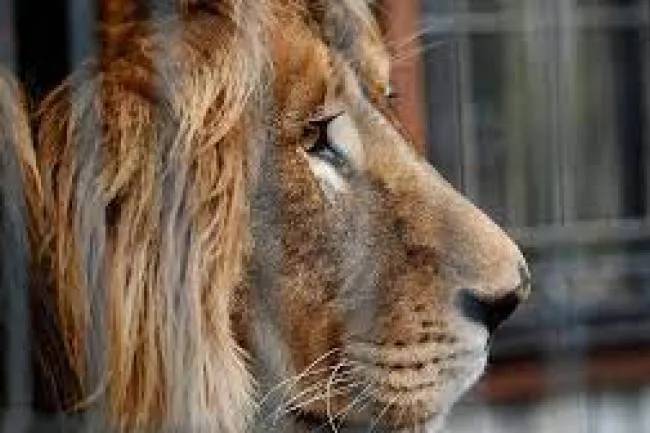 En India, ocho leones  de un zoológico contrajeron coronavirus