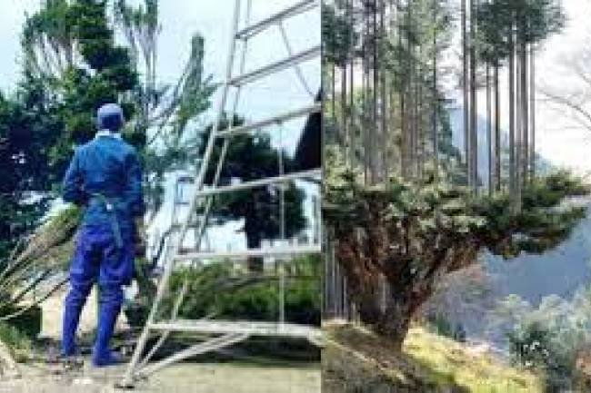 Los japoneses han estado produciendo madera durante 700 años sin talar árboles