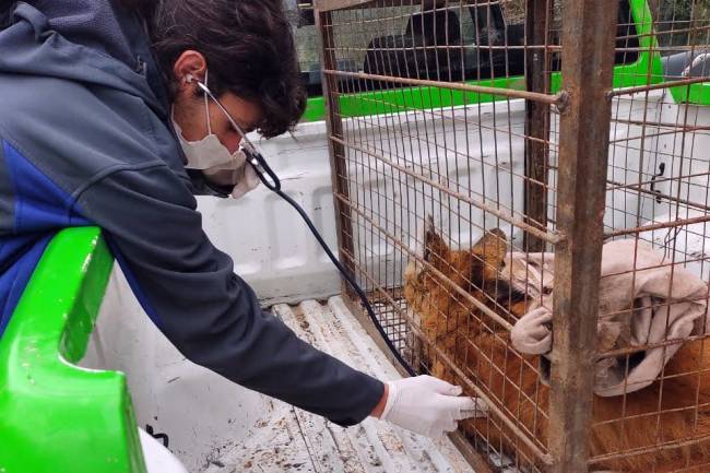 Tristeza: Falleció la aguará guazú rescatada en Rio Ceballos