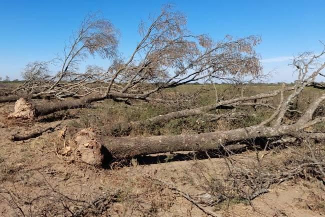 Frenaron un desmonte en la localidad de Gutemberg