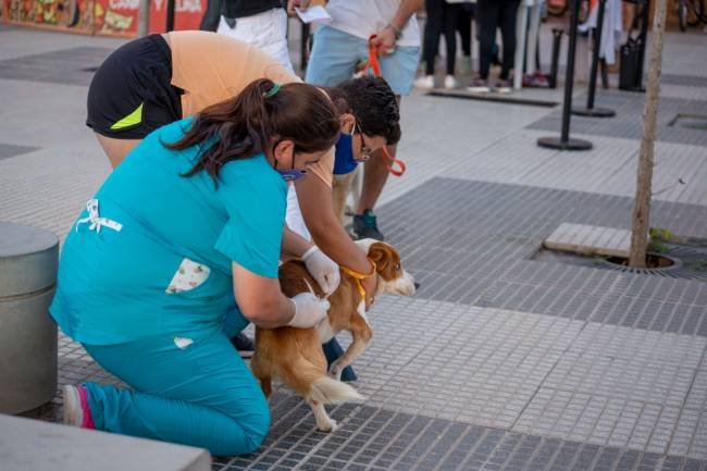 La campaña de vacunación antirrábica recorrerá los barrios de Jesús María 