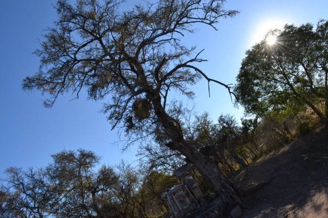 Podría esconderse un tesoro bajo un misterioso árbol de las sierras de Córdoba 