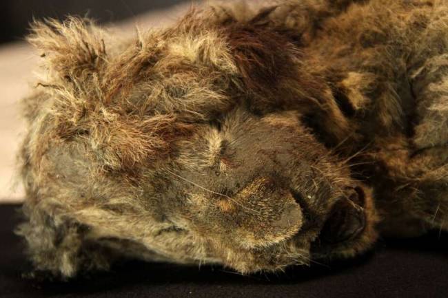 La historia de las momias de cachorros de león. Una de ellas tiene casi 30 mil años