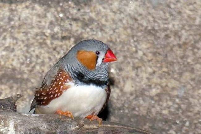 ¿El canto de los pájaros en algoritmos?