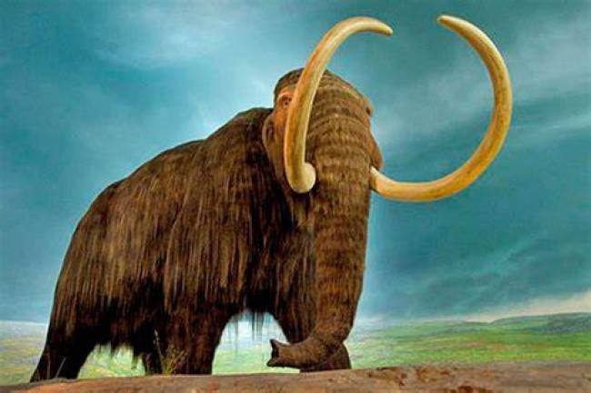 Los mamuts, su extinción y posibles clonaciones