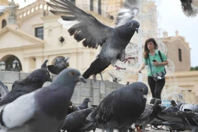 Crean anticonceptivo para evitar la proliferación de palomas