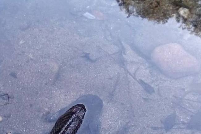Una decena de peces aparecieron muertos en la orilla