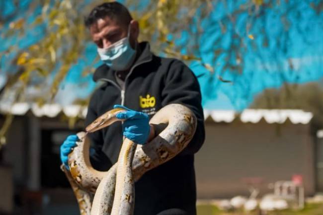 Parque de la Biodiversidad: Dos pitones asiáticas y una cría de yacaré  en proceso de recuperación