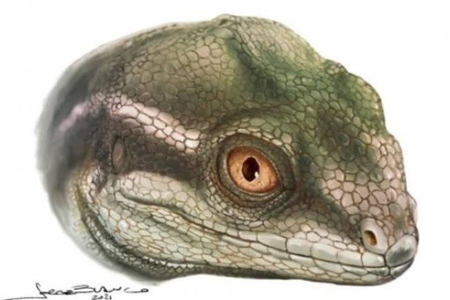  Hallan el cráneo y la mandíbula de un ejemplar, considerado el antepasado de los reptiles modernos
