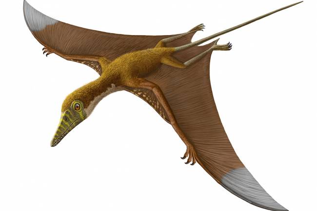 Identifican en Chile, restos de un “dragón volador” del Jurásico