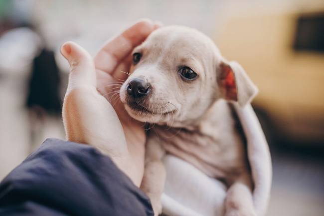 ¿Por qué debería adoptar un perro callejero?