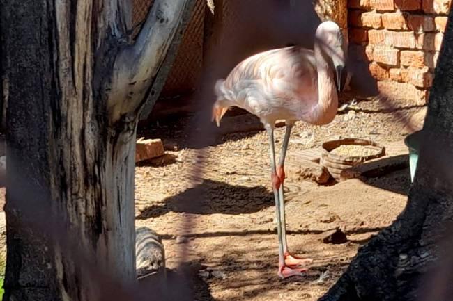 Rescataron animales silvestres en cuatro localidades cordobesas