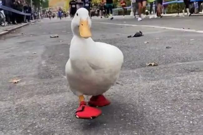Un pato participó en la 50º Maratón de Nueva York