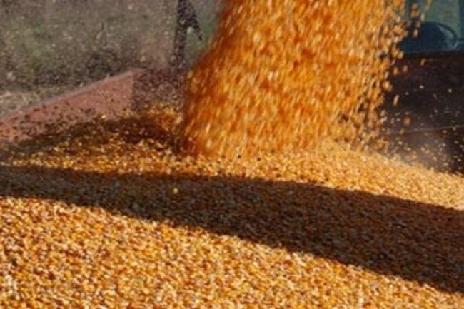 Evitaron exportación fraudulenta de más de 4 mil toneladas de maíz