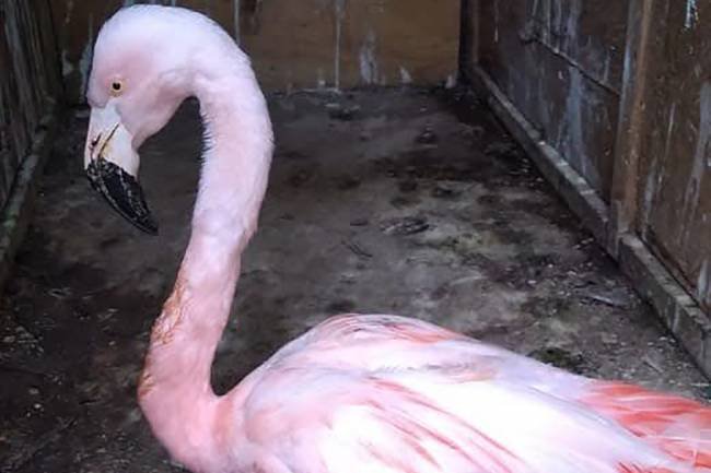 Rescataron a un flamenco herido