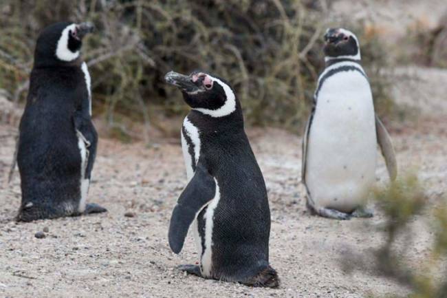 Casi el 80 por ciento de la población mundial de pingüinos de Magallanes son protegidos en Argentina