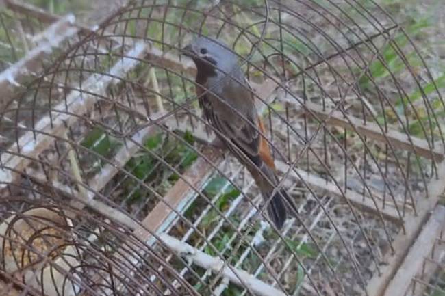 En Altos de Chipión, pájaros entrampados fueron rescatados