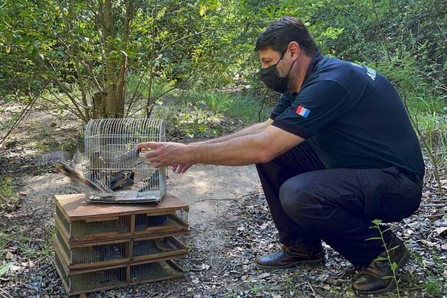 En Ascochinga, liberaron más de 50  especies de aves