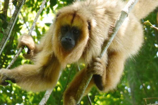 Un proyecto de rescate de  monos carayá y capuchinos