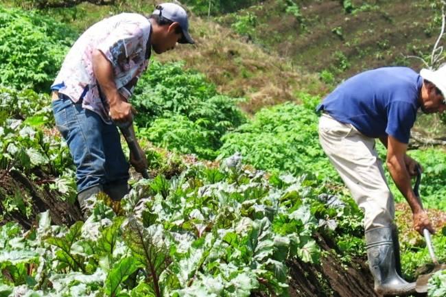 Calamuchita apuesta a cultivos sanos y orgánicos