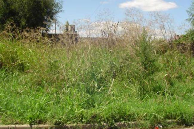 Los terrenos baldíos limpios tienen importantes descuentos en impuestos