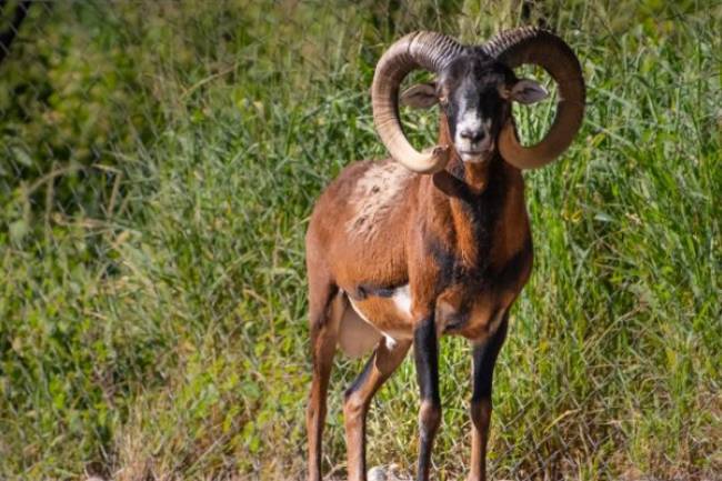 Trasladaron a muflones de Córcega del Parque de la Biodiversidad al Centro de Rescate Tatú Carreta