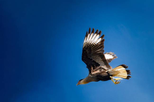 En seis meses, ya fueron liberados más de 250 ejemplares de fauna silvestre 