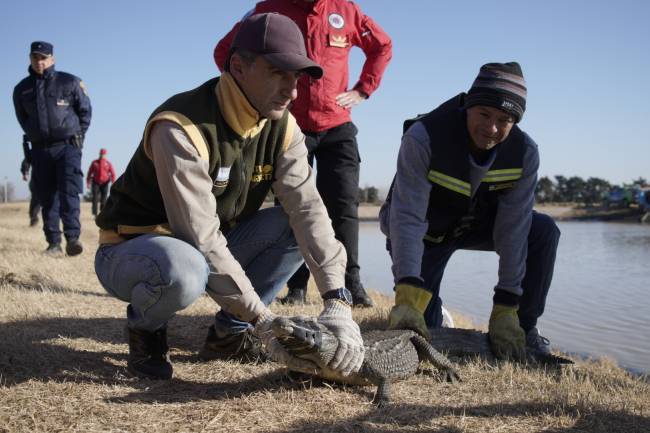 En lagunas de General Baldisera, rescataron a un yacaré