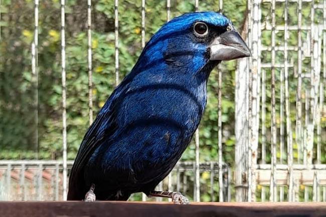Villa Carlos Paz: En dos viviendas secuestraron más de 80 aves