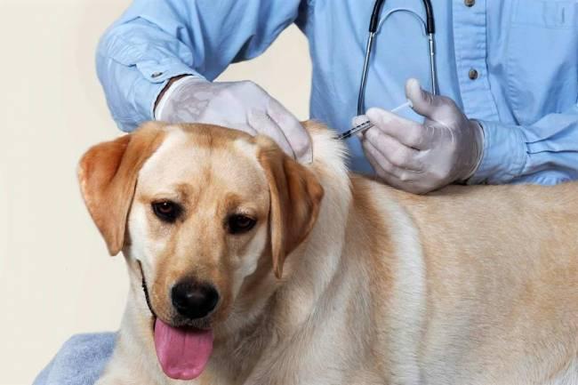 Vacunas antirrábicas para mascotas coscoínas