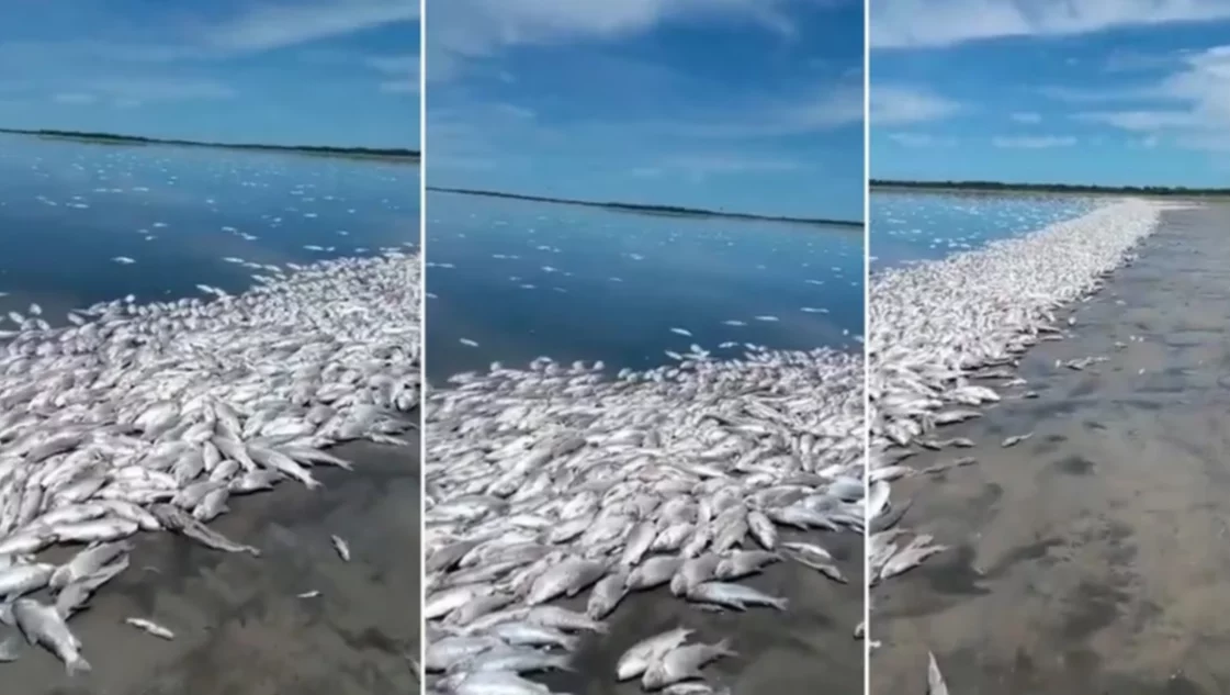 Peces muertos en Santa Fe como resultado de la sequía en lagunas 